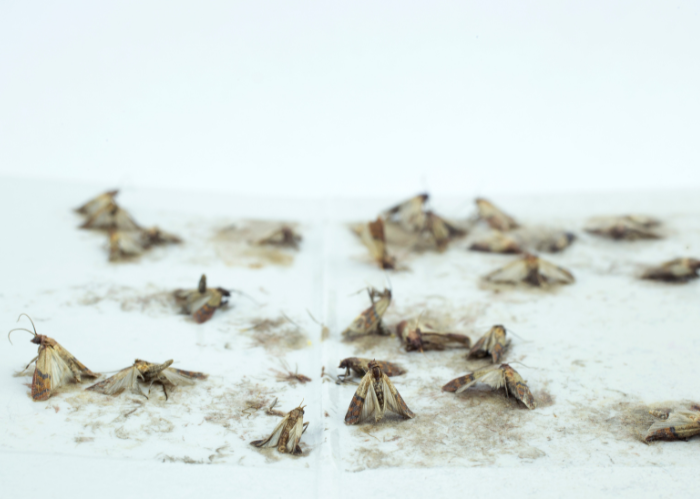 Środek na mole spożywcze.