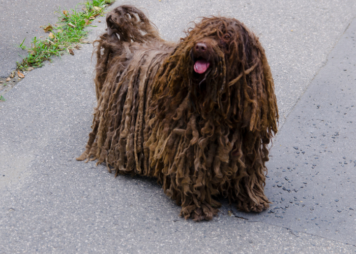 Czarny owczarek węgierski puli.