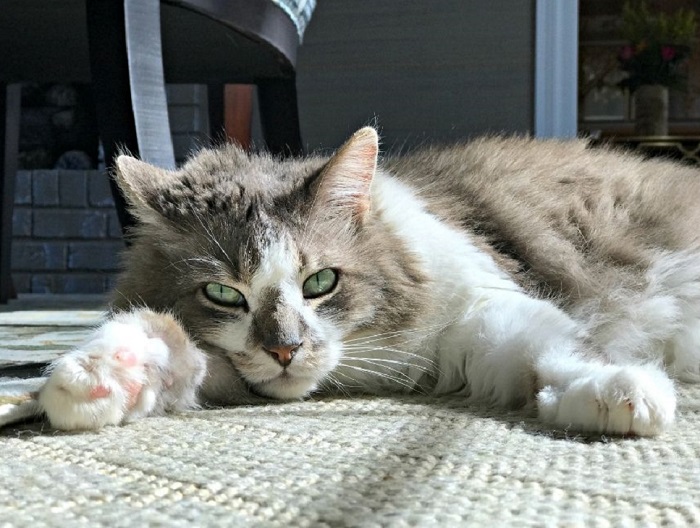 Ragamuffin leży na kanapie.