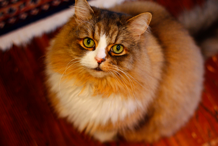 Kot ragamuffin z zielonymi oczami.