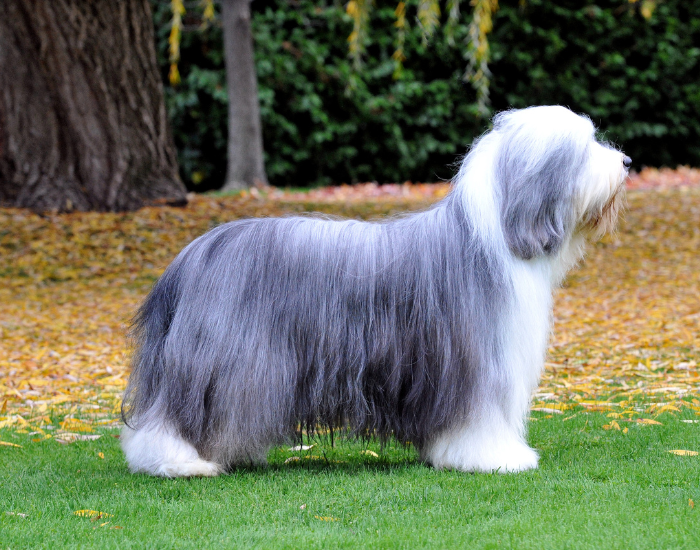 Bearded collie na wystawie psów.