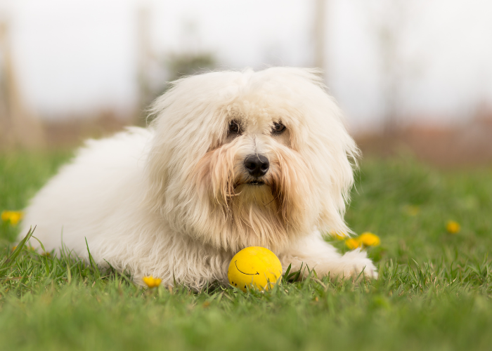 Coton de tulear podczas zabawy.