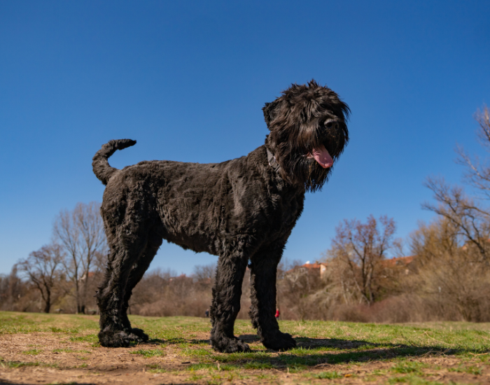 Dorosły czarny terier rosyjski.