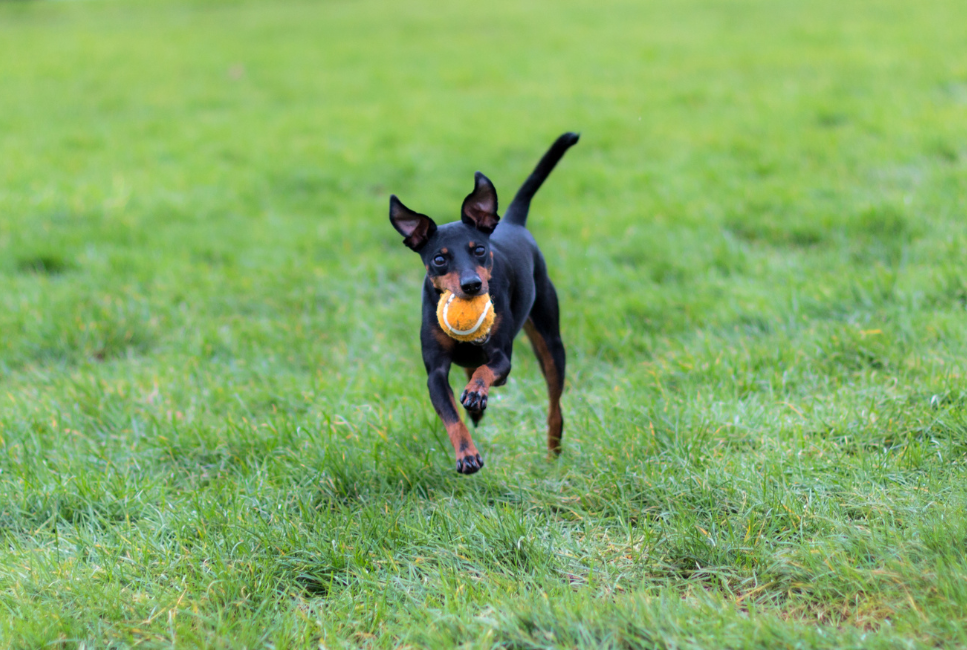 Manchester terrier bawi się,