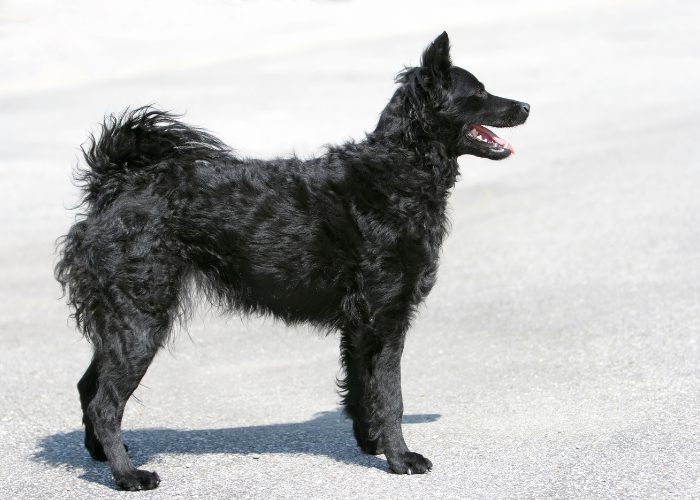 Wzorzec owczarka chorwackiego.