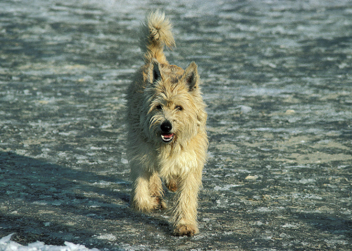 Owczarek pikardyjski biegnie.