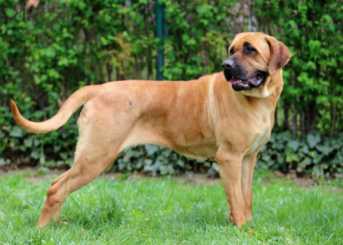 Wzorzec rasy Tosa inu.