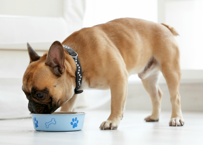 Buldog angielski je suchą karmę.