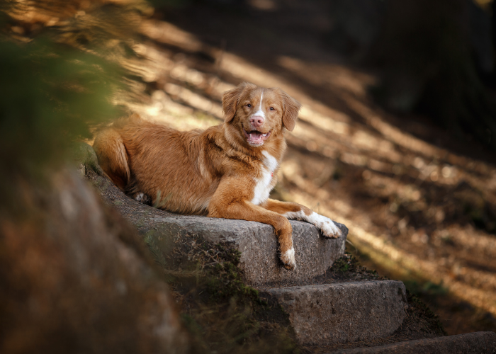 Retriever z Nowej Szkocji.