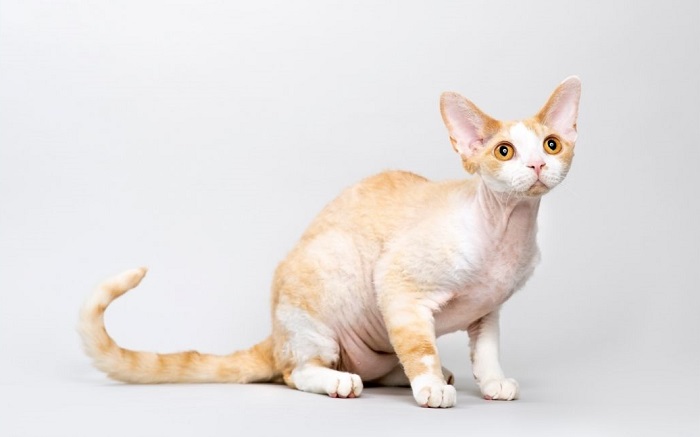 Devon rec o umaszczeniu biało-rudym.