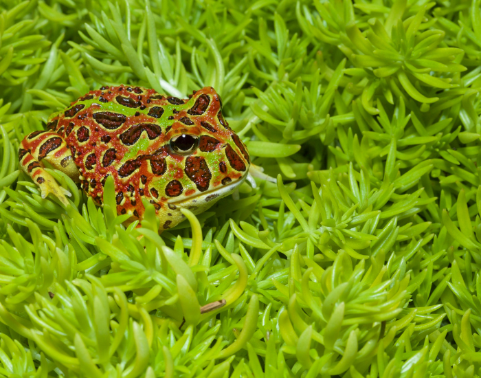 Terrarium dla żaby rogatej.