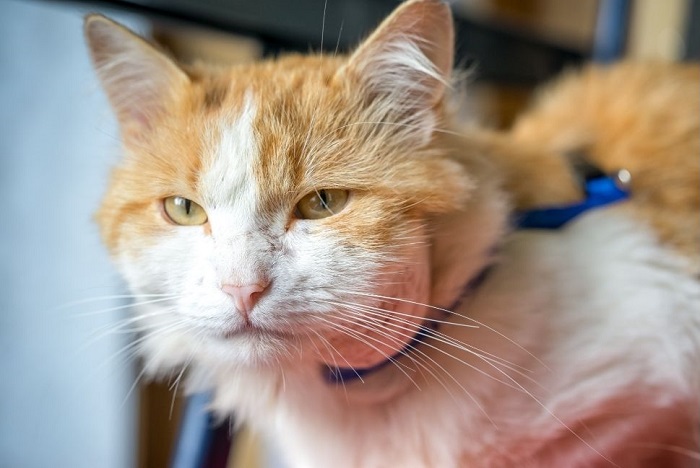 Ropiejąca rana u kota.