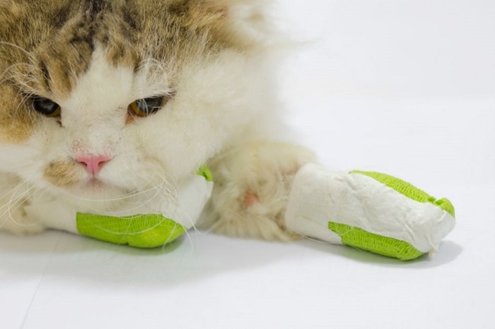 Ropiejąca rana u kota.