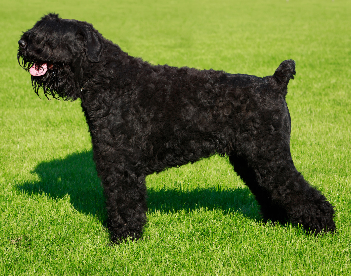 Czarny terier rosyjski wzorzec.