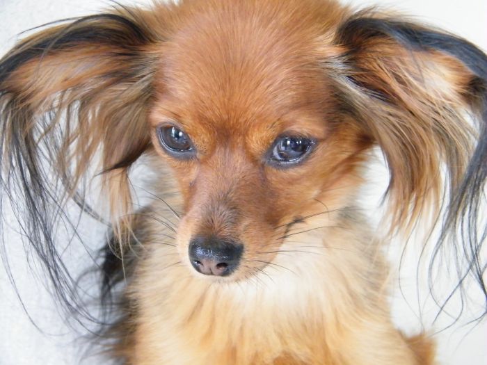 Rosyjski toy ma charakterystyczne pędzelki na uszach.