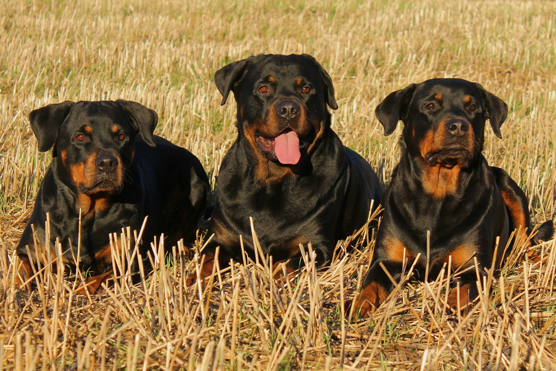 Trzy rottweilery.