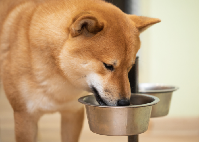 Shiba inu, duży pies je karmę.