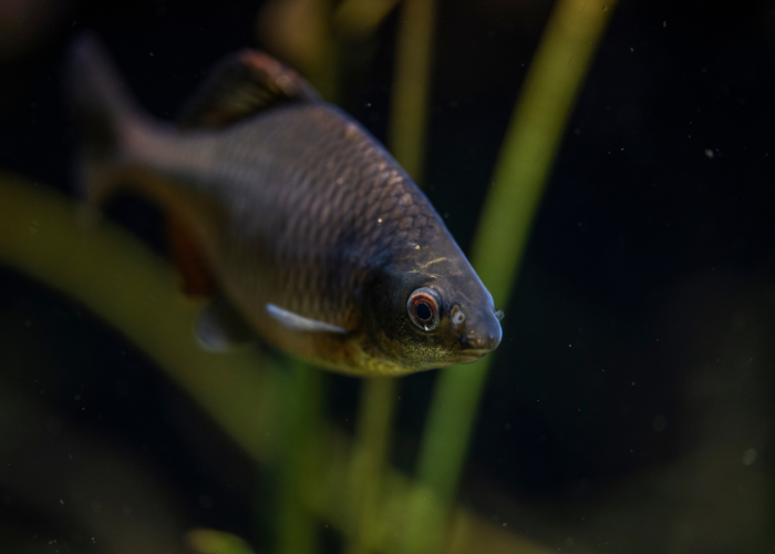 Ryba różanka pospolita.