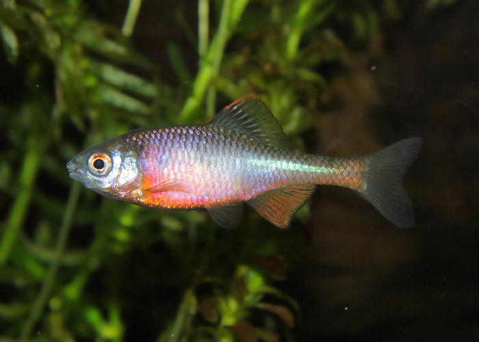 Różanka pospolita.