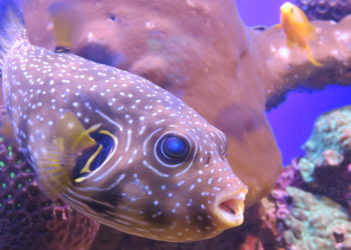 Rozdymka w urozmaiconym akwarium.