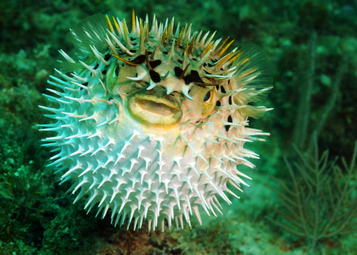 Kolcobrzuch w pozycji obronnej.