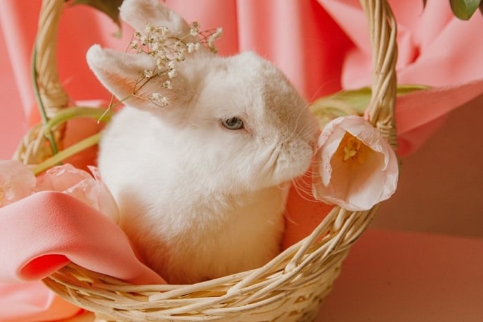 Królik miniaturowy w koszu kwiatów.
