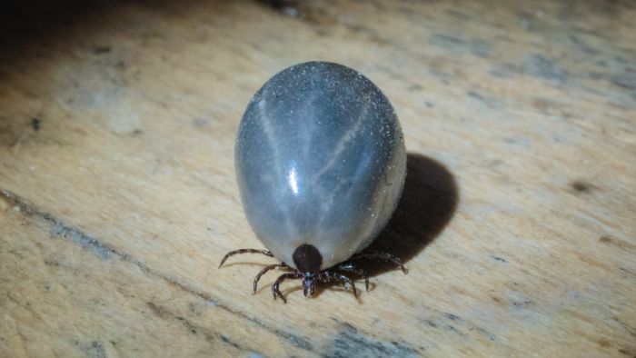 Napity kleszcz- jego odwłok jest wyraźnie większy i okrągły.