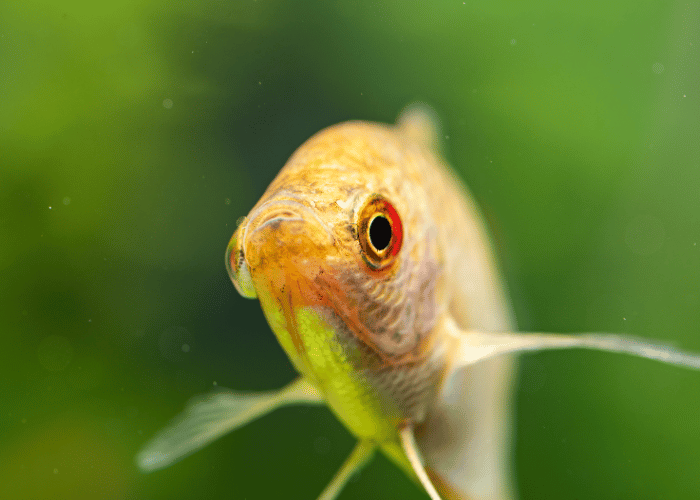 Rybka gurami mozaikowy.