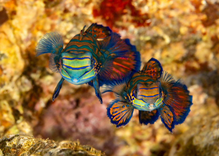 Ryby mandaryny wspaniałe.