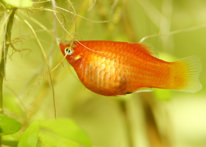 Rybka zmienniak plamisty.