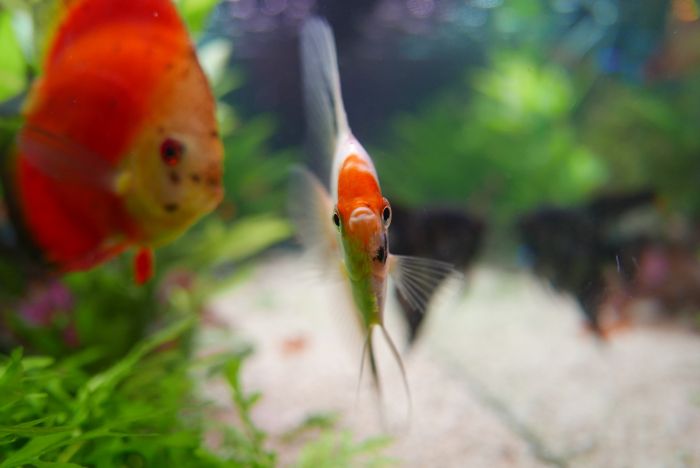 Ryby paletki w akwarium.