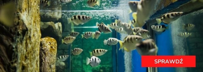 Oferta akwariów dla ryb.