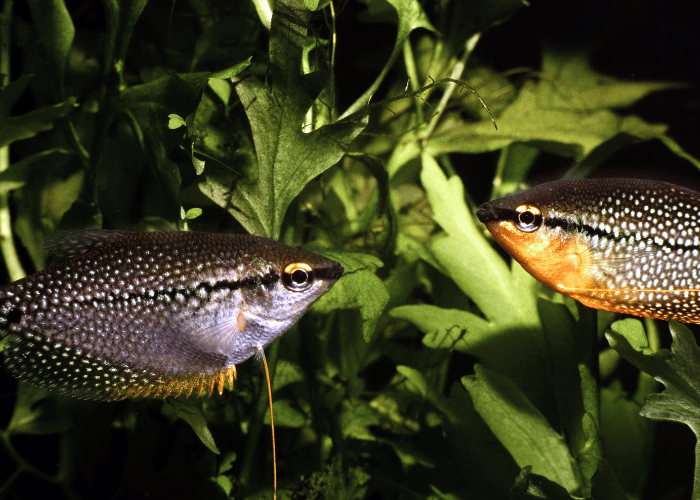 Ryby gurami mozaikowe.
