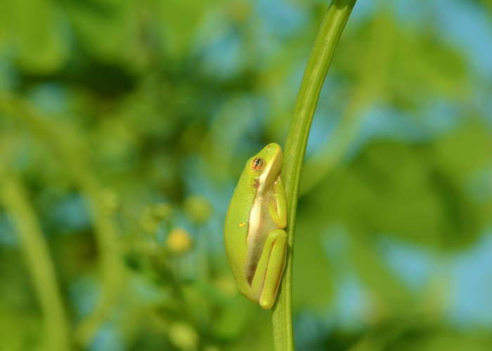 Rzekotka zielona na liściu.