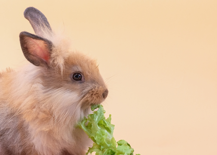 Króliki uwielbiają jeść sałatę!
