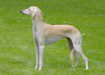 Saluki izabelowaty.