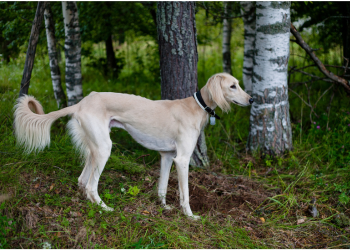 Chart perski saluki w lesie.