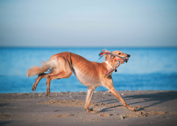 Chart perski biegnie po plaży.