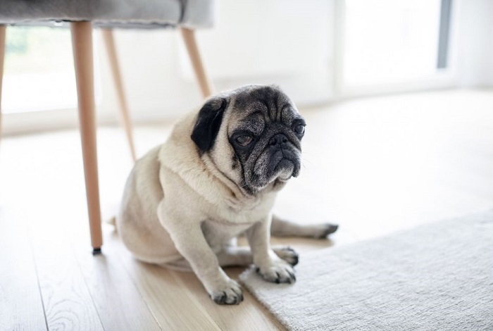 Mops saneczkuje w domu.