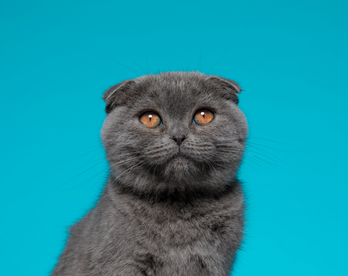 Kot szkocki zwisłouchy.