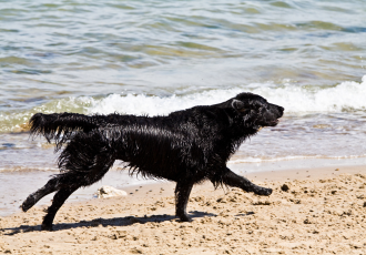 Seter szkocki biegnie.