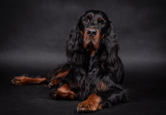 Seter szkocki gordon leży.