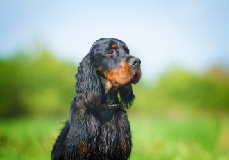Wystrzyżony seter szkocki/
