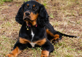 Szczeniak setera szkockiego.