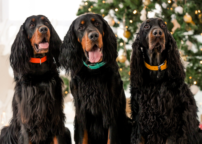 Trzy setery szkockie.