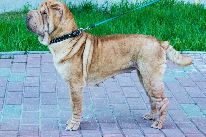 Sylwetka shar pei