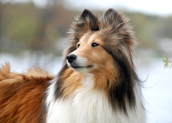 Owczarek szetlandzki.