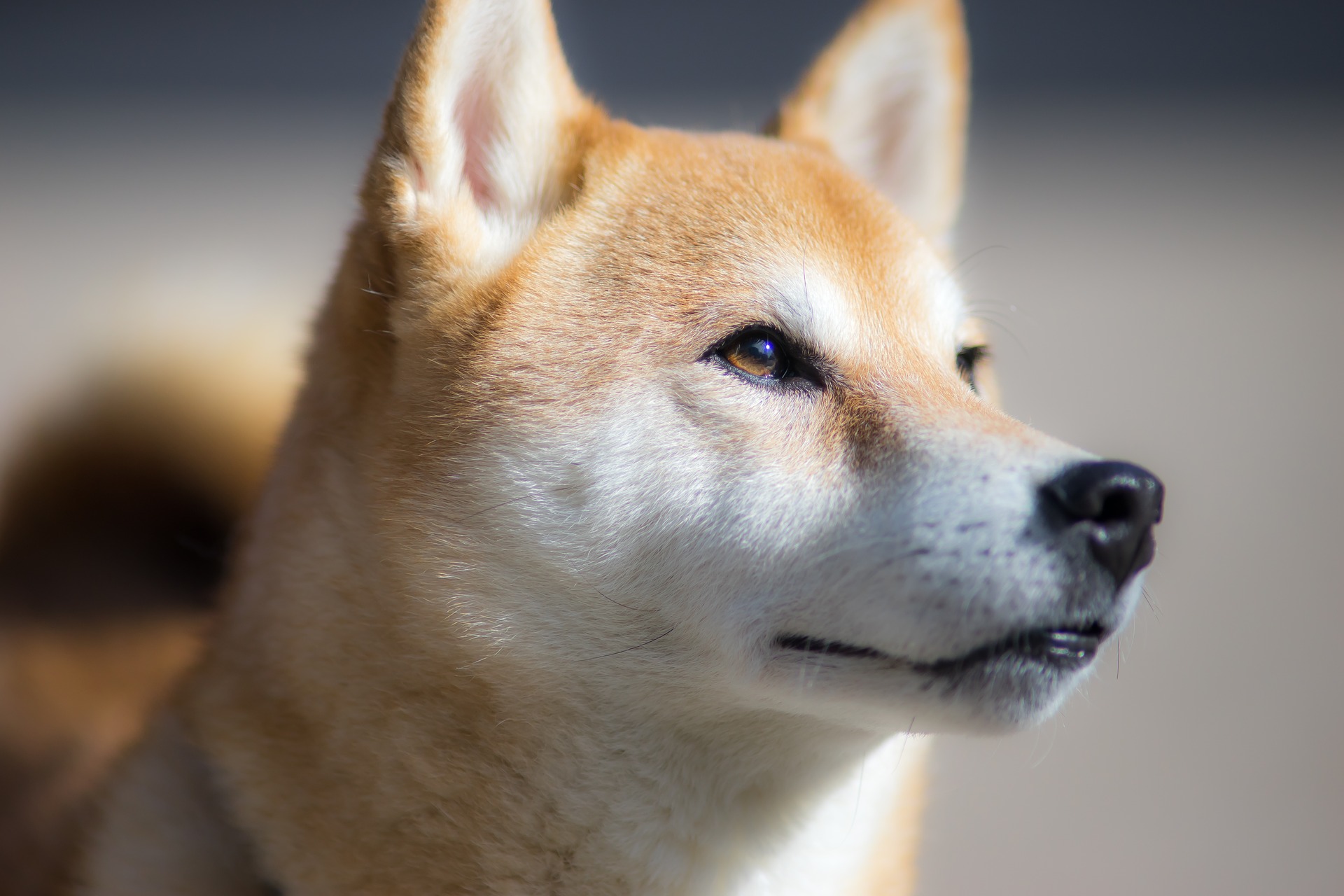 Pies shiba inu nie ma większych predyspozycji do chorób, na ogół cieszy się dobrym zdrowiem i kondycją do późnych lat.