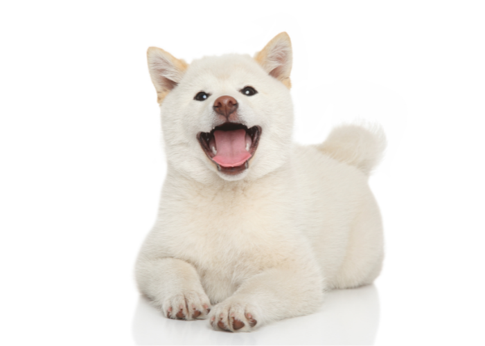 Shiba inu.