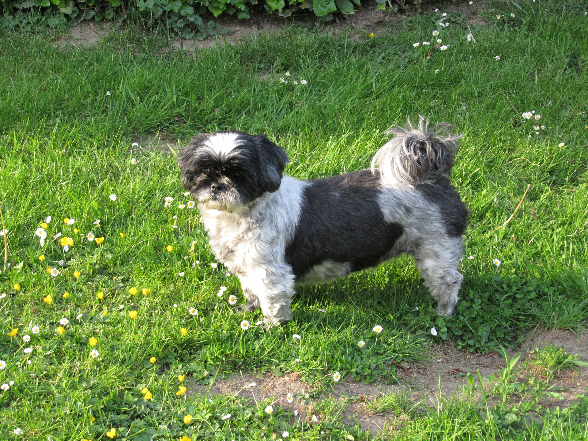 Shih tzu czarno - biały.